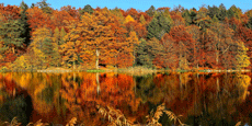 Fall Landscape