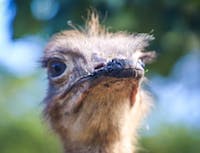 Ostrich 4