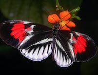 Butterfly 4
