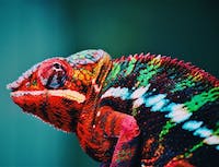 Chameleon 2