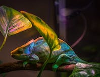 Chameleon 3