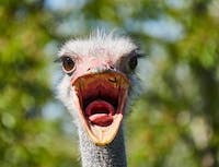 Ostrich 2