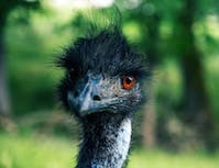 Ostrich 3